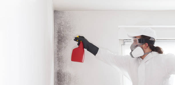 Mold Removal Process in Goodlettsville, TN