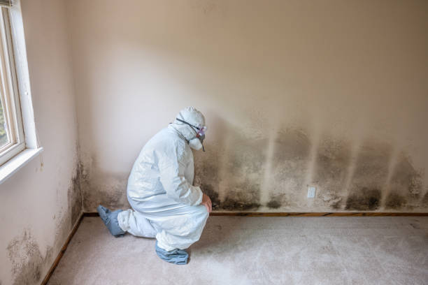 Attic Mold Removal in Goodlettsville, TN